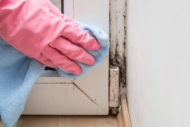 Mold Removal and Inspection in Como, MS